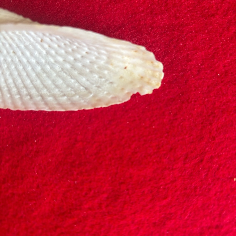 Assorted Seashell Collection - Picture 7 of 16